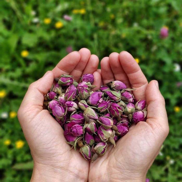 Rose buds